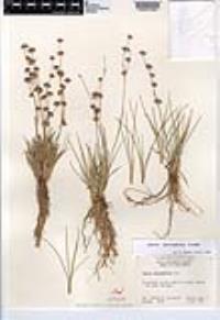 Juncus macrophyllus image