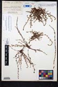 Plagiobothrys leptocladus image
