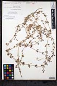 Erythranthe floribunda image