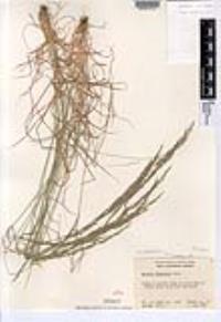 Agrostis pallens image