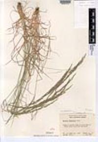 Agrostis pallens image