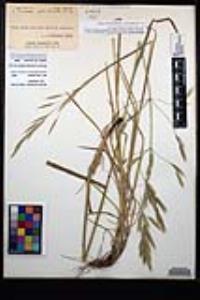 Bromus carinatus image