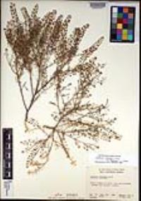 Lepidium oblongum var. insulare image