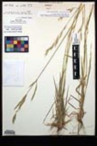 Bromus carinatus image