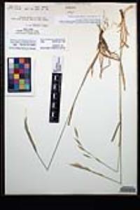 Bromus carinatus var. carinatus image