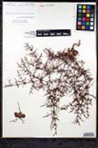 Eriogonum intricatum image