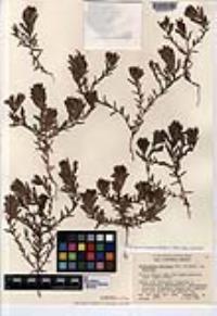 Chloropyron maritimum image