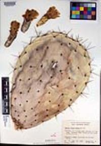 Opuntia ficus-indica image