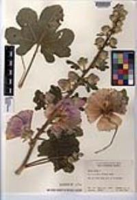 Alcea rosea image