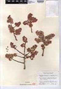 Pachycormus discolor image