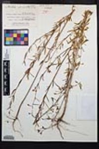 Clarkia delicata image