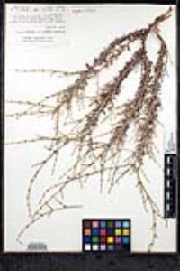 Eriogonum wrightii var. dentatum image
