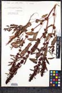 Rumex pulcher image