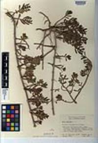 Batis maritima image