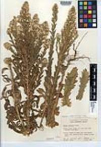 Laennecia coulteri image