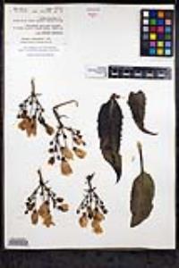 Penstemon reidmoranii image