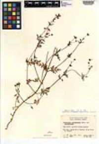 Coreocarpus parthenioides var. parthenioides image