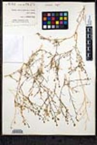 Bryantiella palmeri image