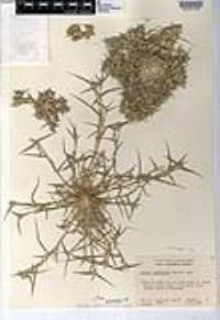 Crypsis vaginiflora image