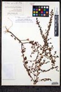 Sairocarpus pusillus image
