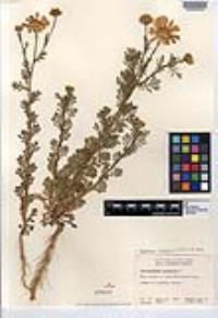 Glebionis coronaria image