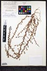 Sairocarpus pusillus image