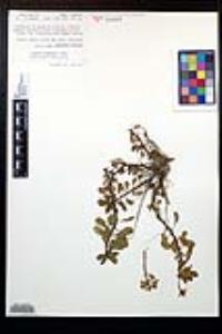 Ludwigia peploides subsp. peploides image
