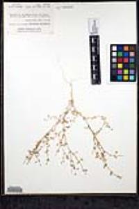 Allophyllum glutinosum image