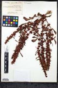 Rumex pulcher image