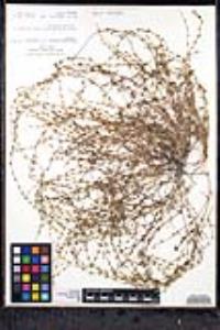 Pectocarya linearis image
