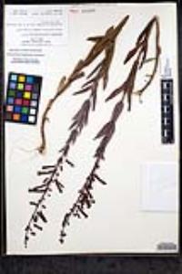 Penstemon centranthifolius image