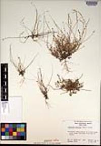 Athysanus pusillus image