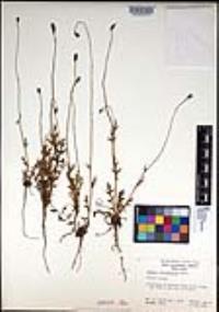 Papaver californicum image