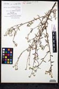 Cryptantha intermedia var. intermedia image
