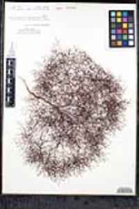 Eriogonum parishii image