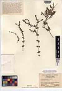 Galium mechudoense image
