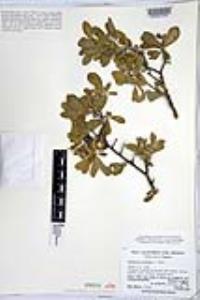 Bourreria sonorae image