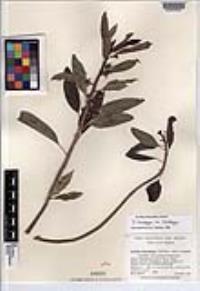 Ditaxis brandegeei var. brandegeei image