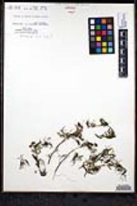 Ranunculus aquatilis var. diffusus image