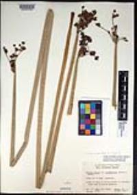 Schoenoplectus acutus image