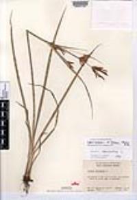 Cyperus esculentus var. heermannii image