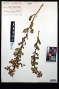 Hazardia squarrosa var. grindelioides image