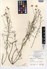 Erigeron foliosus image
