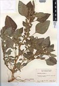 Amaranthus hybridus image