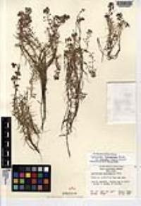 Callitriche heterophylla var. bolanderi image