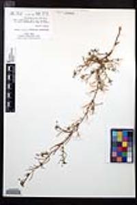 Camissonia strigulosa image