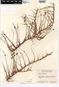 Cyperus laevigatus image