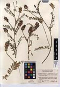 Astragalus hornii var. minutiflorus image