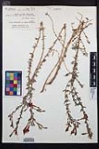 Epilobium canum subsp. canum image