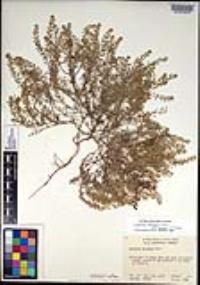 Lepidium oblongum var. insulare image